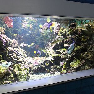 Surgeonfish - Puffer - Triggerfish tank