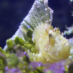 Taenianotus triacanthus