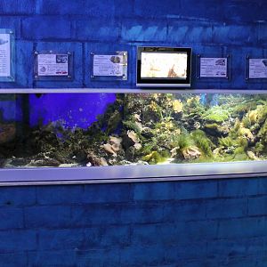 Stonefish - moreyeel tank