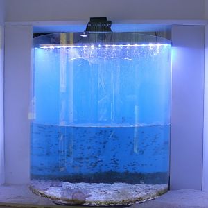 Up-side-down jellyfish