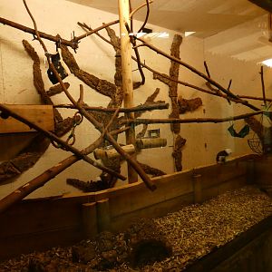 Cotton-top Tamarin enclosure