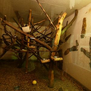 Two-toed Sloth mixed enclosure