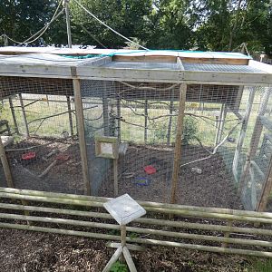 Kookaburra and Lory aviary