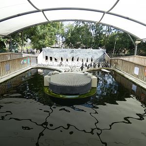 Humboldt's Penguin enclosure