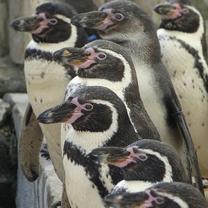 Humboldt's Penguins