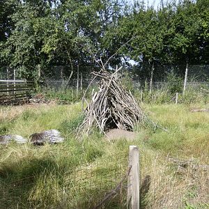 Crested Porcupine enclosure