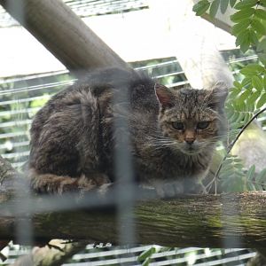 Scottish Wildcat