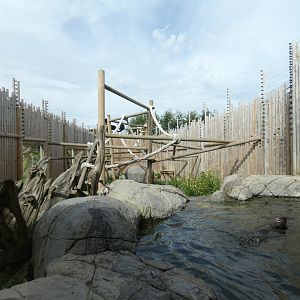 Binturong and Asian Short-clawed Otter enclosure
