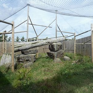 Clouded Leopard enclosure