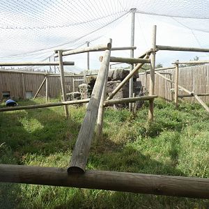 Eurasian Lynx enclosure