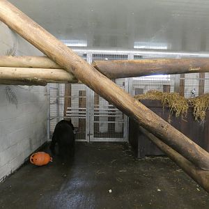 Manchurian Black Bear indoor enclosure