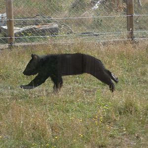 Manchurian Black Bear cub running