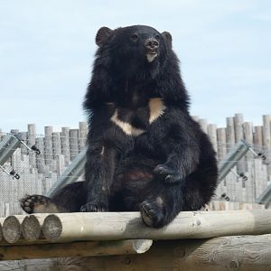 Manchurian Black Bear