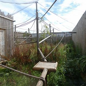 Common Squirrel Monkey enclosure