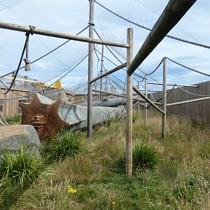Black-crested Mangabey enclosure