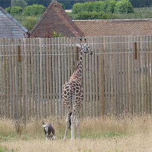 Rothschild's Giraffe and Blesbok