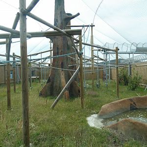 Bornean Orangutan outdoor enclosure
