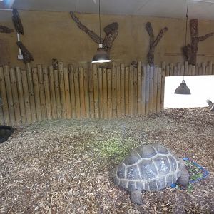 Aldabra Giant Tortoise indoor enclosure