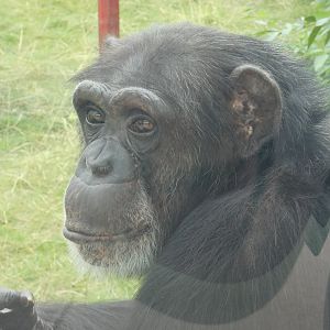 Chimpanzee