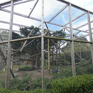Barbary Macaque enclosure