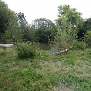 European Grey Wolf enclosure