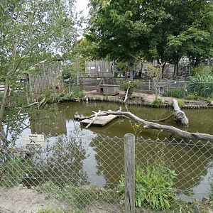 Smooth-coated Otter enclosure