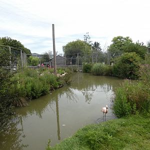 Chilean Flamingo enclosure