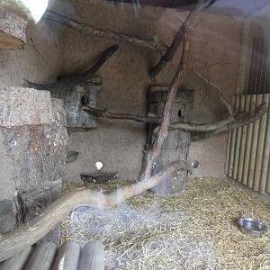 Cusimanse indoor enclosure