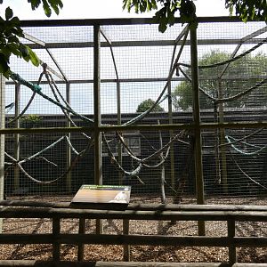 Grivet Monkey enclosure