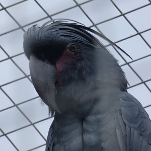 Goliath Palm Cockatoo