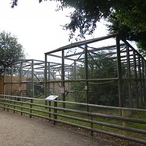Gibbon outdoor enclosure