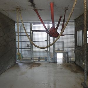 Mandrill indoor enclosure