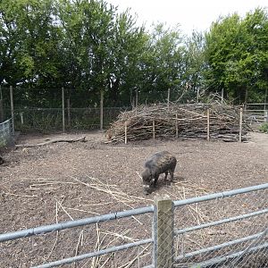 Visayan Warty Pig enclosure