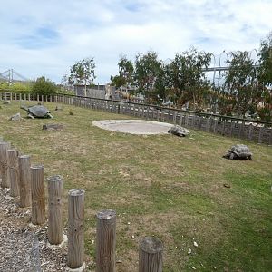 Aldabra Giant Tortoise outdoor enclosure
