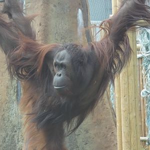 Bornean Orangutan male