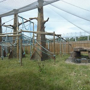 Bornean Orangutan outdoor enclosure (2)