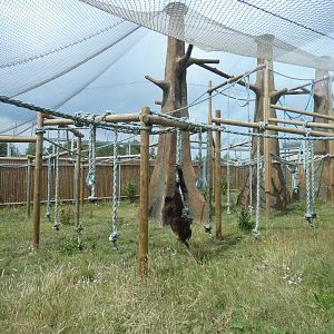 Bornean Orangutan outdoor enclosure (3)