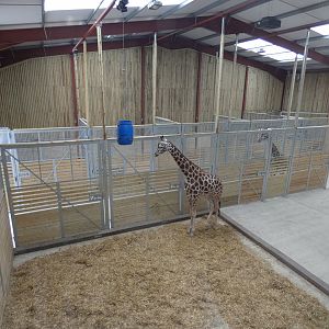 Rothschild's Giraffe indoor enclosure