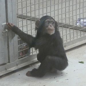 Young Chimpanzee