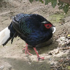 Vietnamese Pheasant