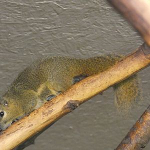 Plantain Squirrel