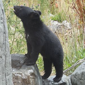 Manchurian Black Bear cub