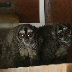 Spix's Night Monkeys