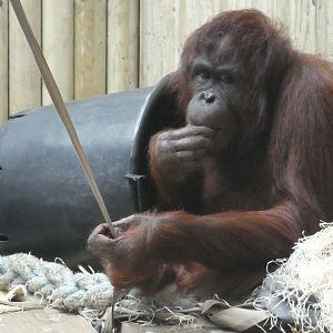 Bornean Orangutan female