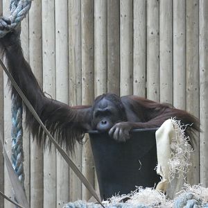 Bornean Orangutan in bucket