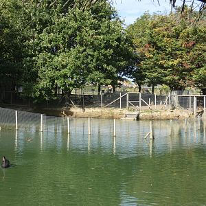 Brazilian Tapir area of the lake