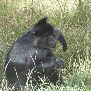 Black-crested Mangabey