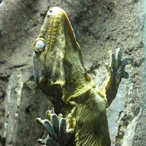 Henkel's Giant Gecko