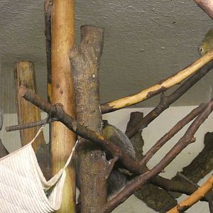 Senegal Galago, Two-toed Sloth and Plantain Squirrel