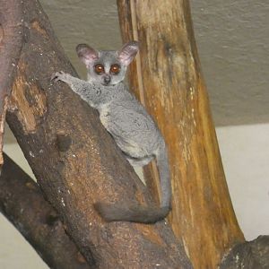 Senegal Galago